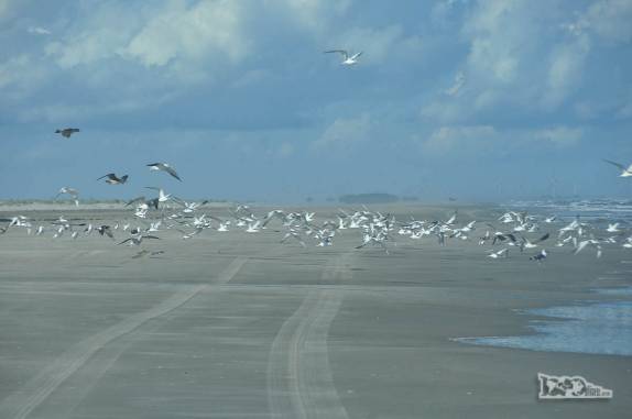 Mais um encontro com um grupo de centenas de pássaros na Praia do Cassino, ao sul de Rio Grande, no Rio Grande do Sul